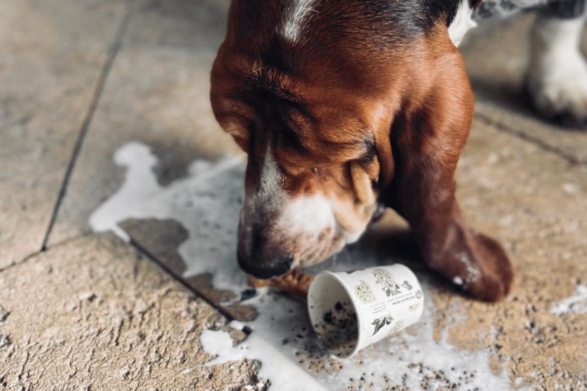 Dog Friendly Experiences in Hobart Bourke St the Label