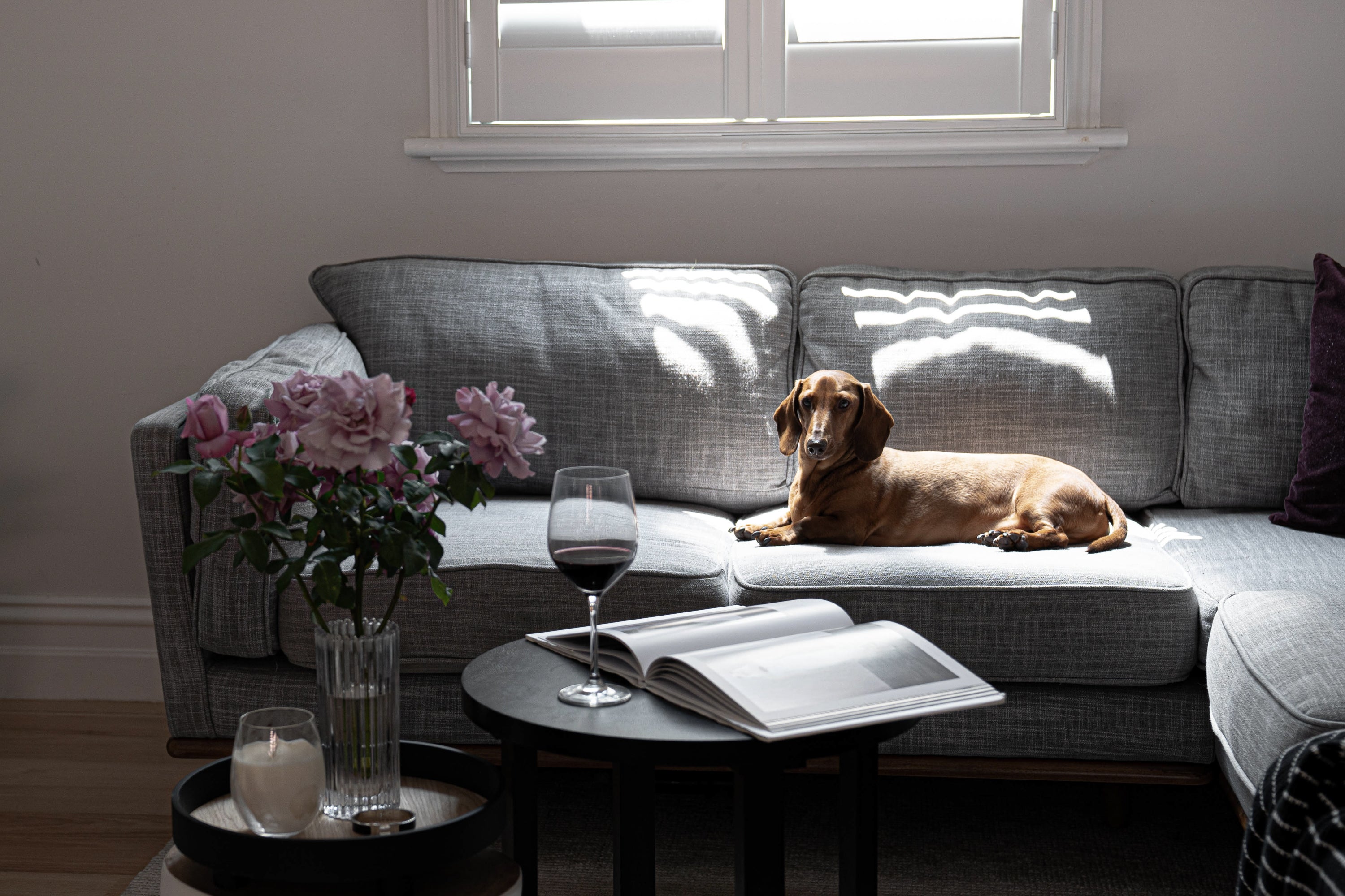 Apartment Living — For the Urban Pooch
