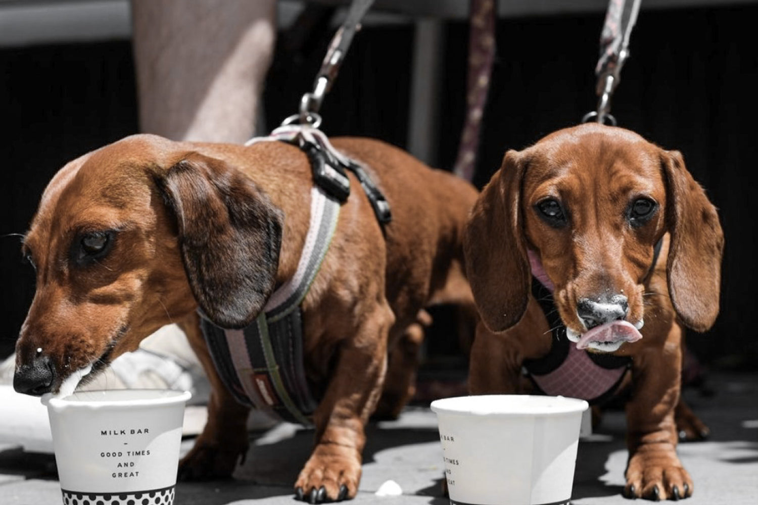 Bourke St the Label Dog Friendly Cafes in Melbourne Blog Post