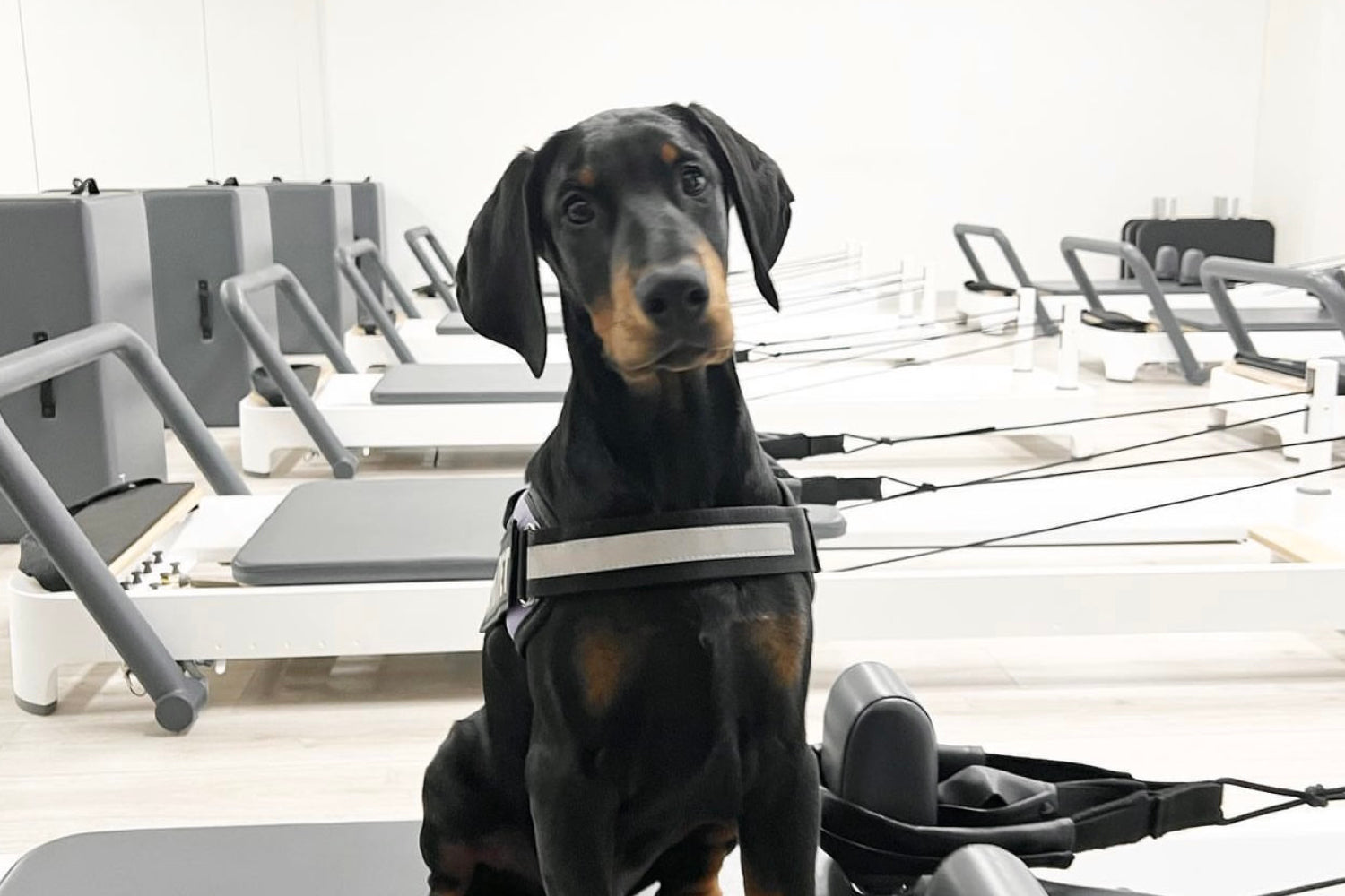 The best places to workout with your pup