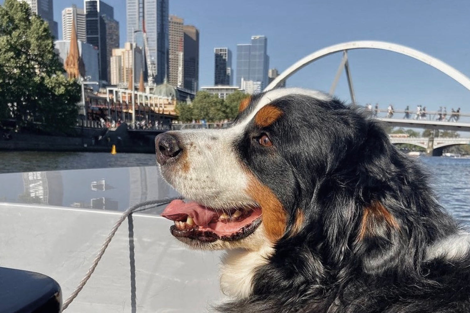 Explore Melbourne with your Pup