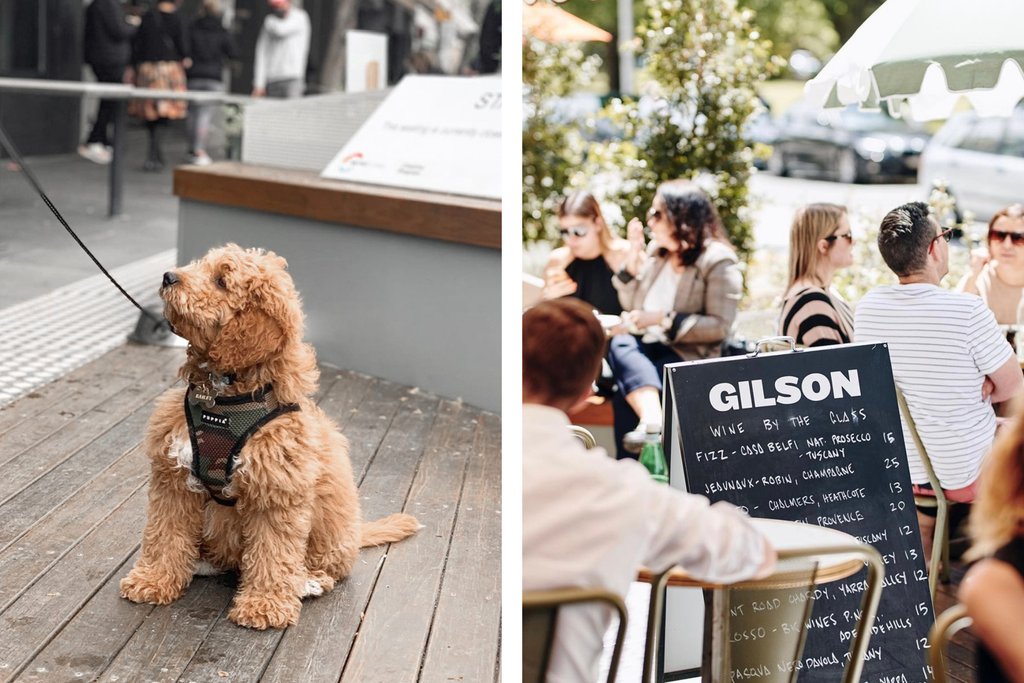 Bourke St the Label Dog Friendly Wine Bars in Melbourne Blog Post