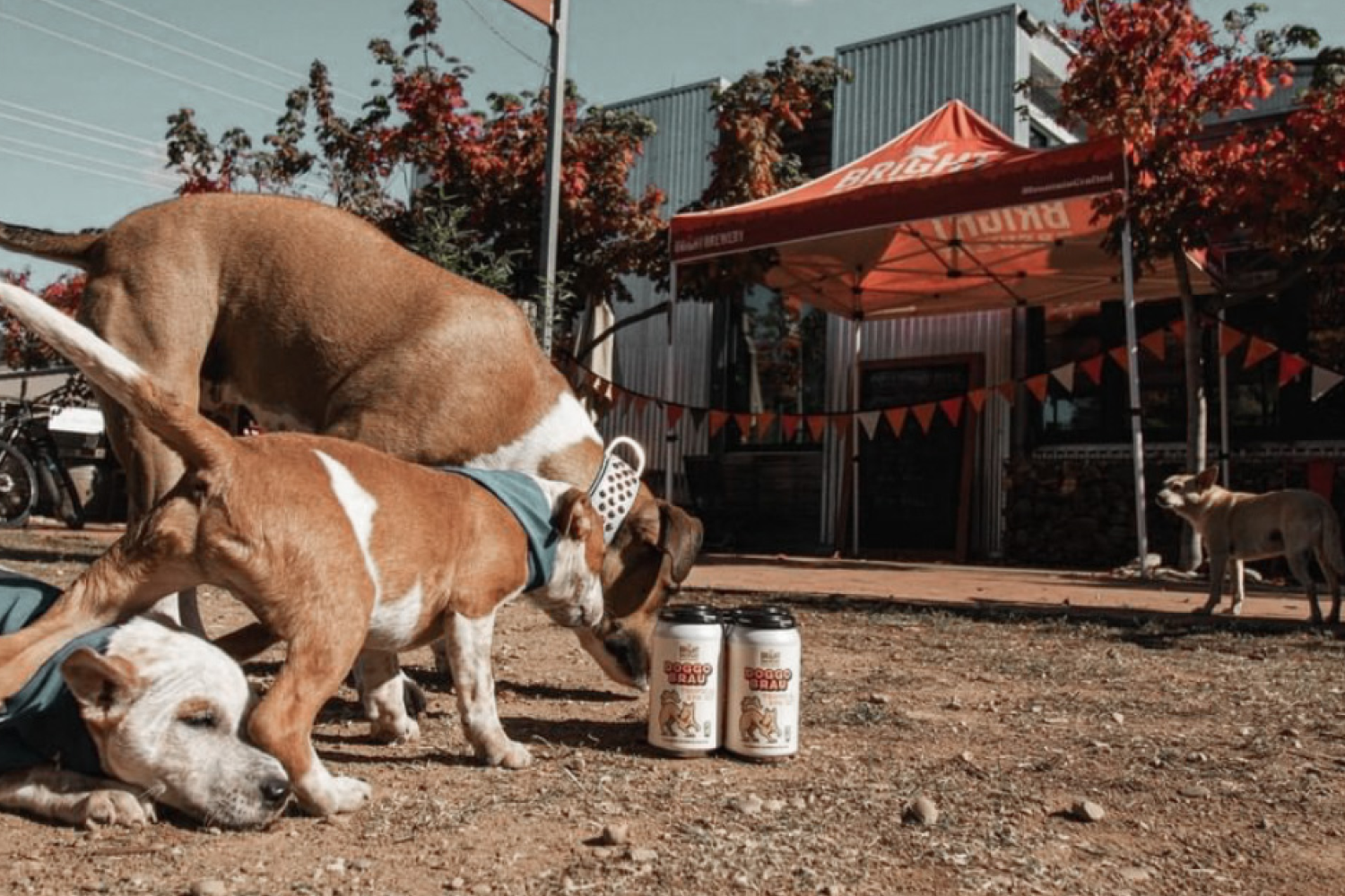 Dog Friendly Breweries — Victoria