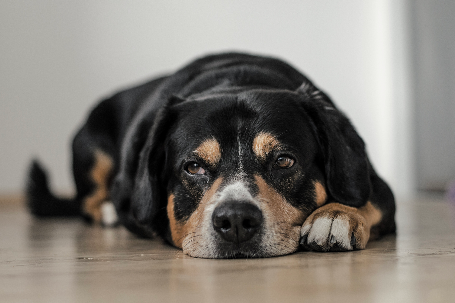 Recognising and Helping Your Arthritic Dog at Home