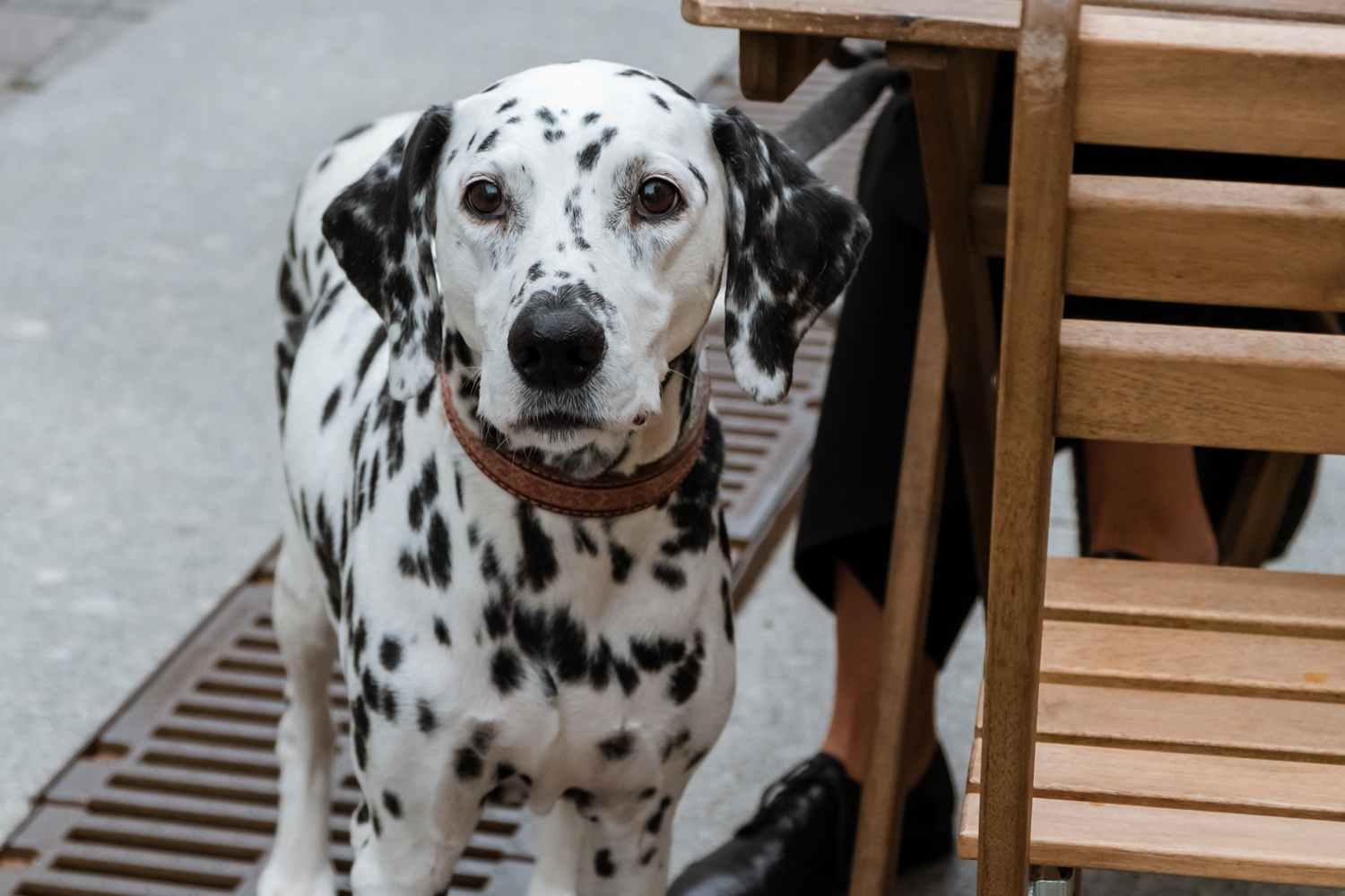 Dog Friendly Cafes in Melbourne