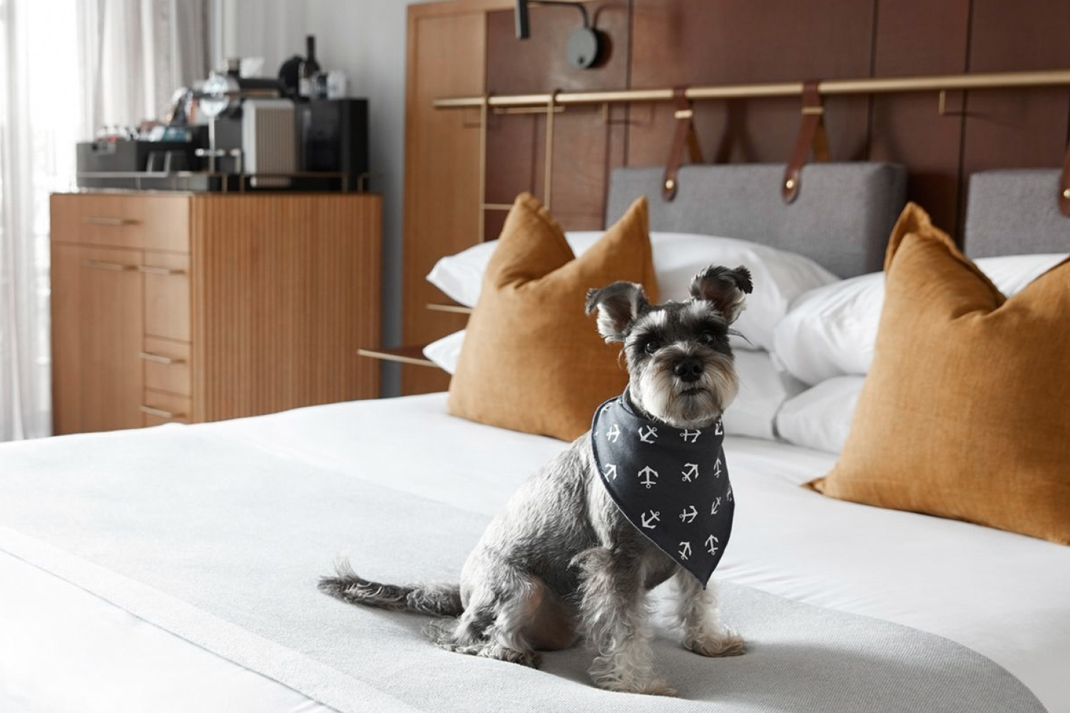 Dog Friendly Sydney Hotels