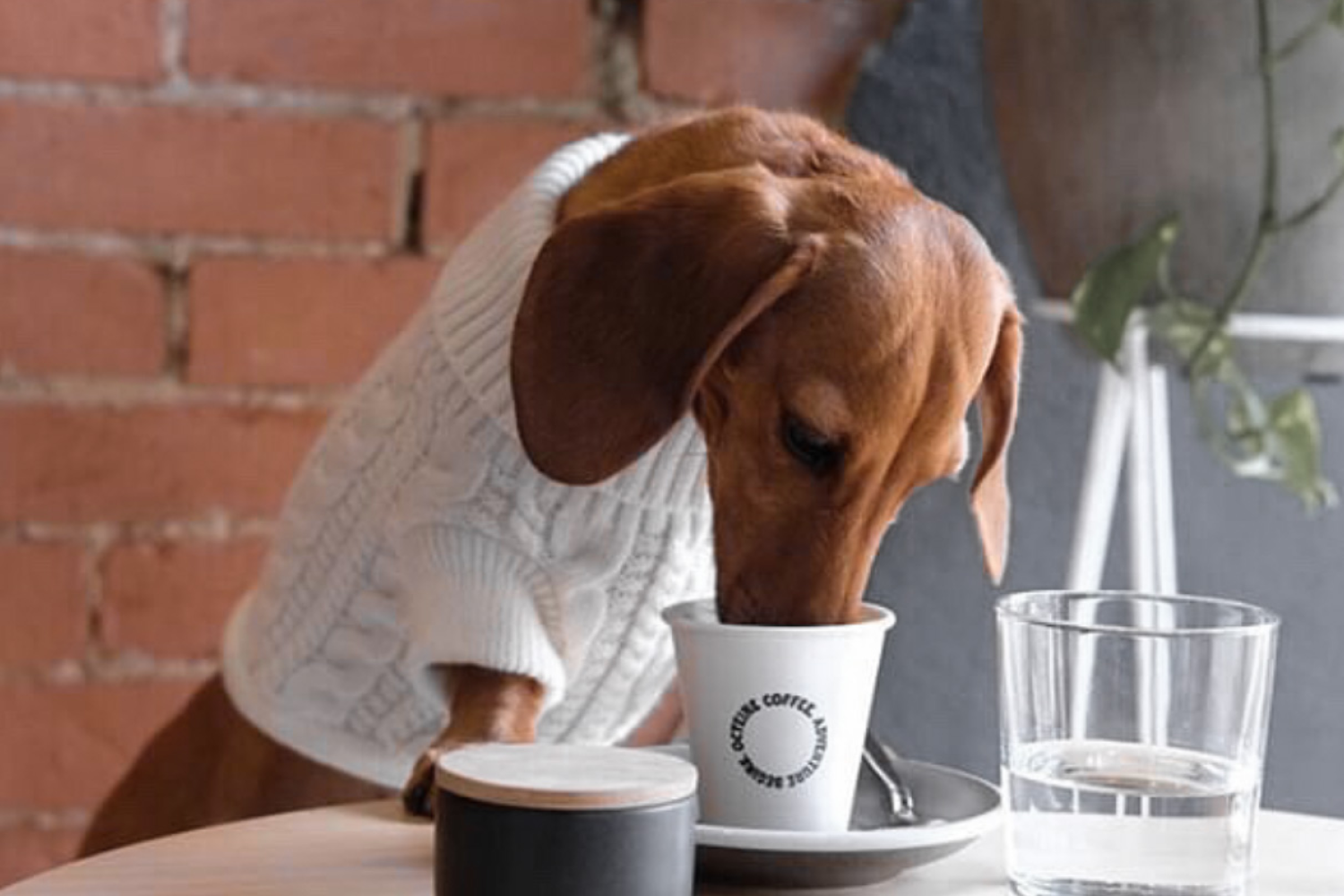 Dog Friendly Cafes in Adelaide