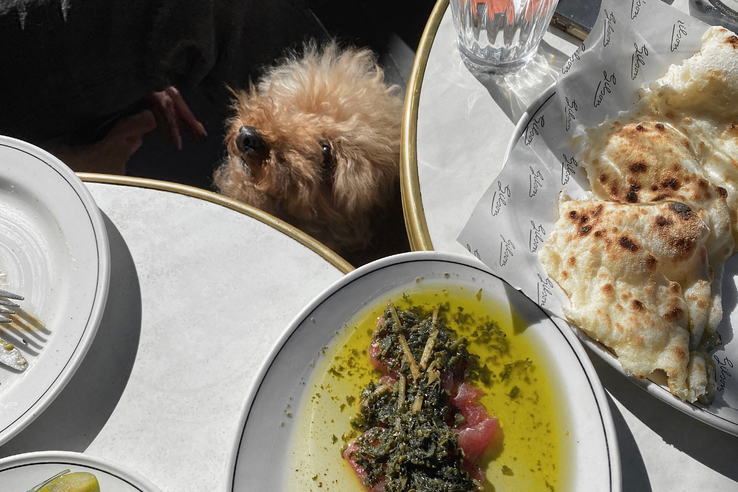 Melbourne's Dog Friendly Dining