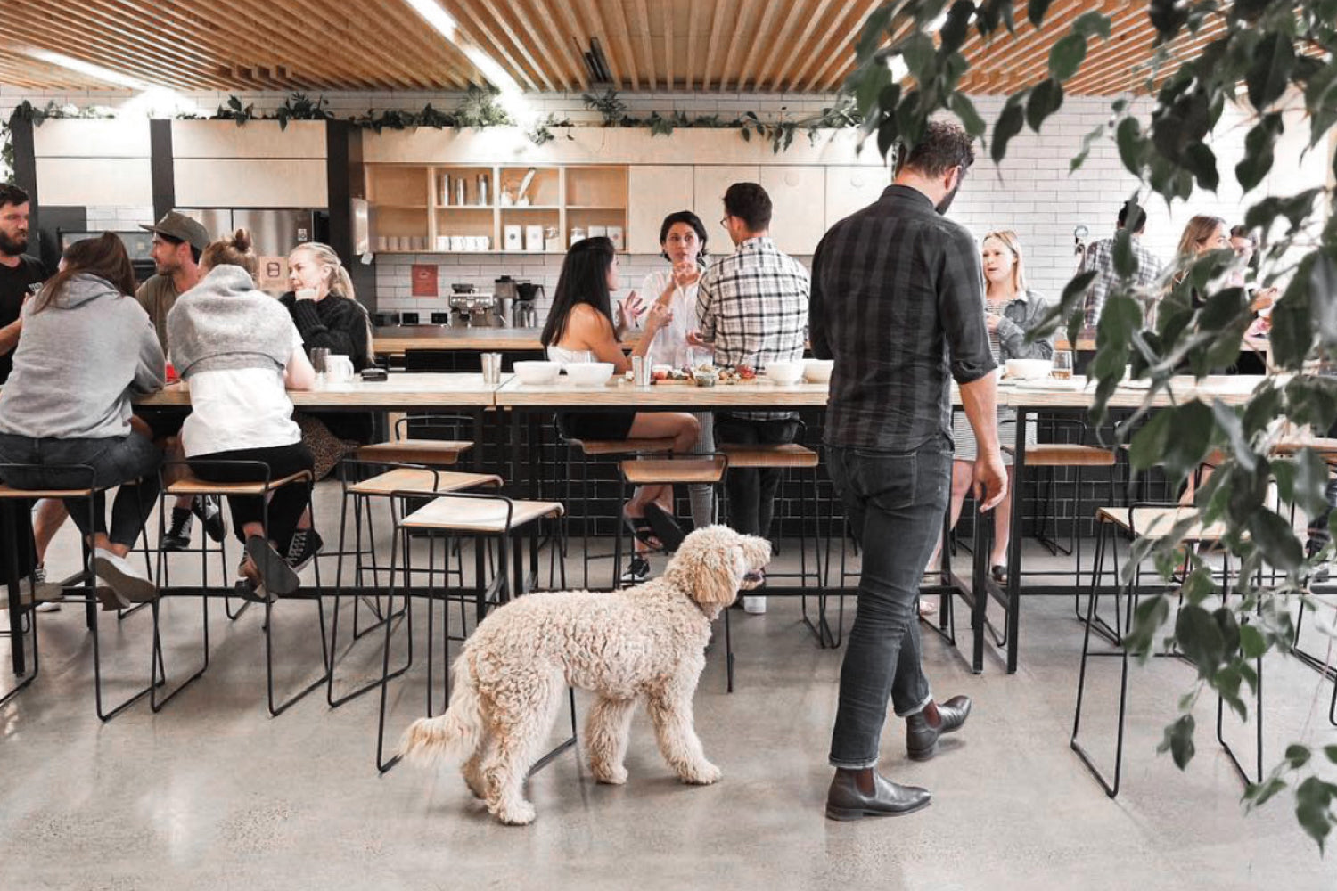 Bourke St the Label Dog Friendly Cowork Spaces in Melbourne Blog Post