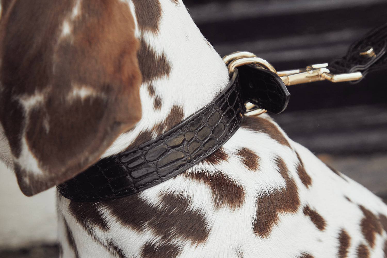 How to properly fit your dog's collar Bourke St the Label