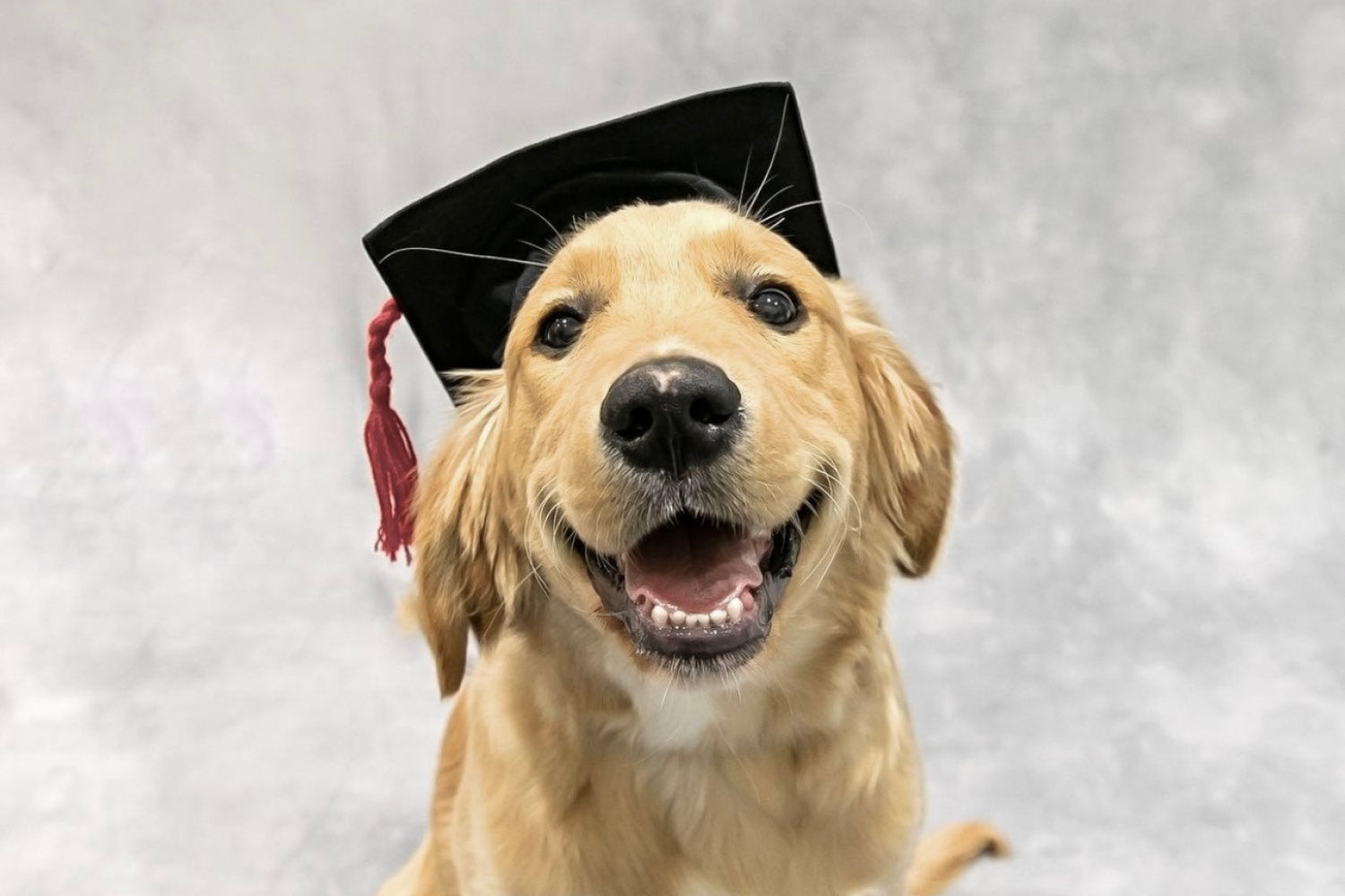The Best Puppy Schools in Melbourne