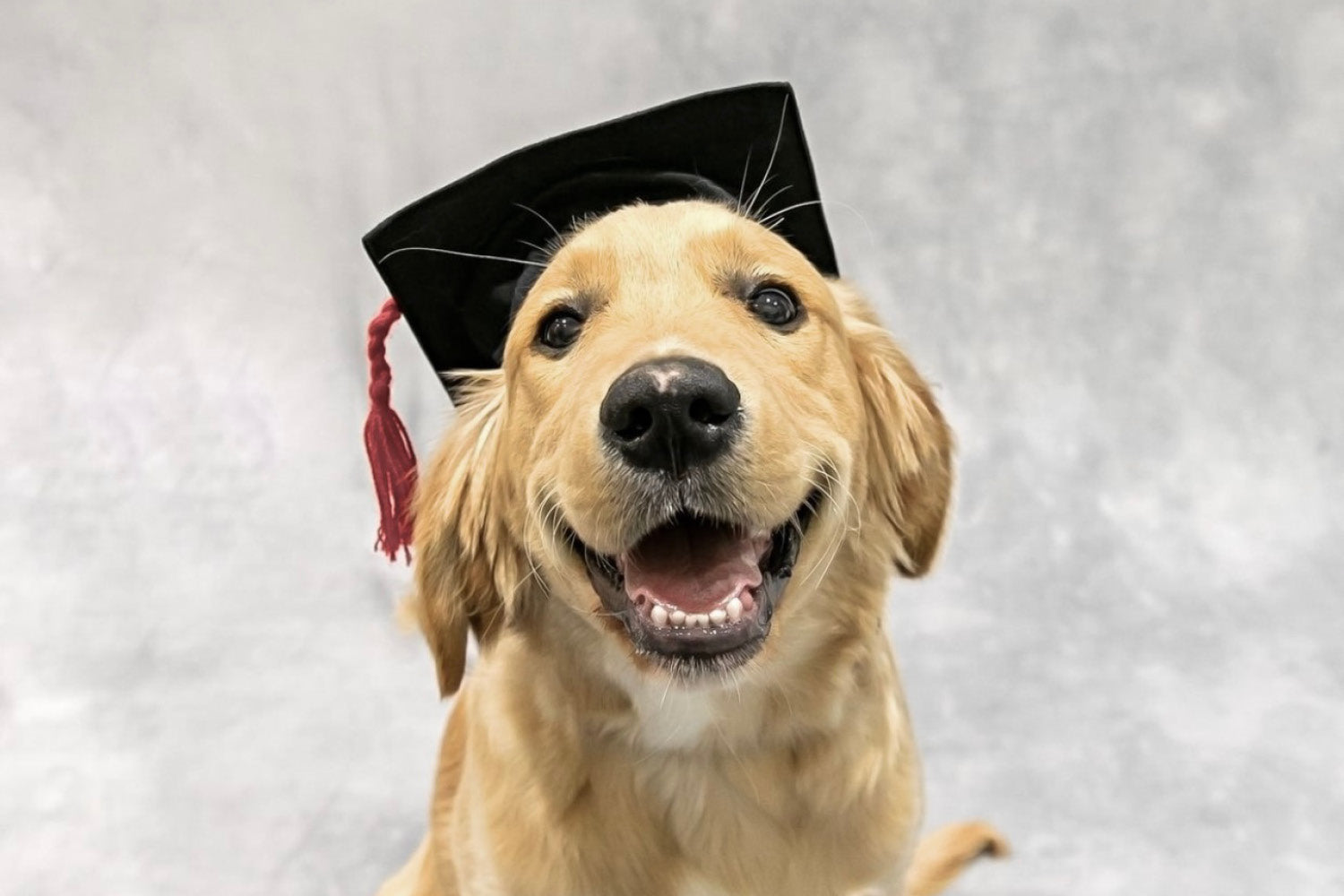The Best Puppy Schools in Melbourne Bourke St the Label