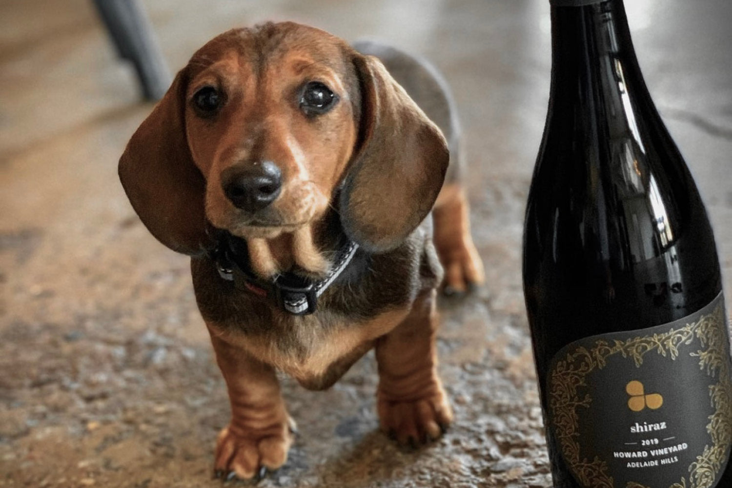 Dog Friendly Wineries in South Australia