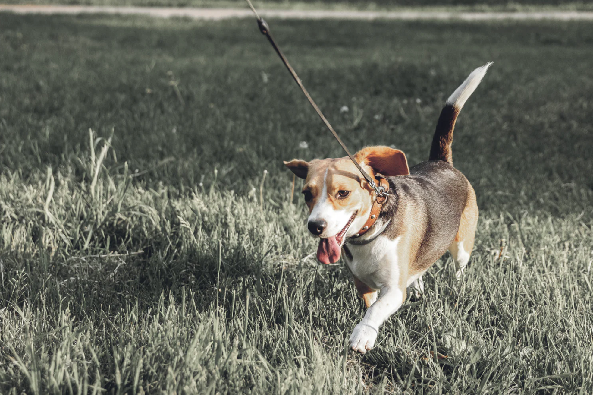 Best places to walk your dog across Melbourne Bourke St the Label