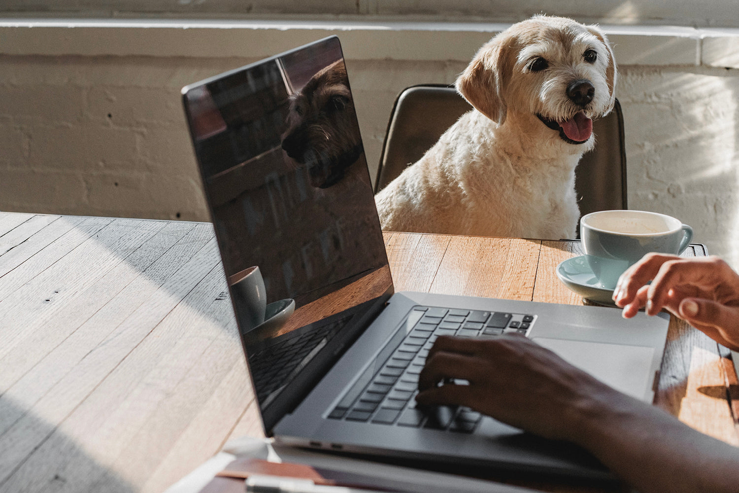 Best Dog-friendly coworking office spaces in Melbourne