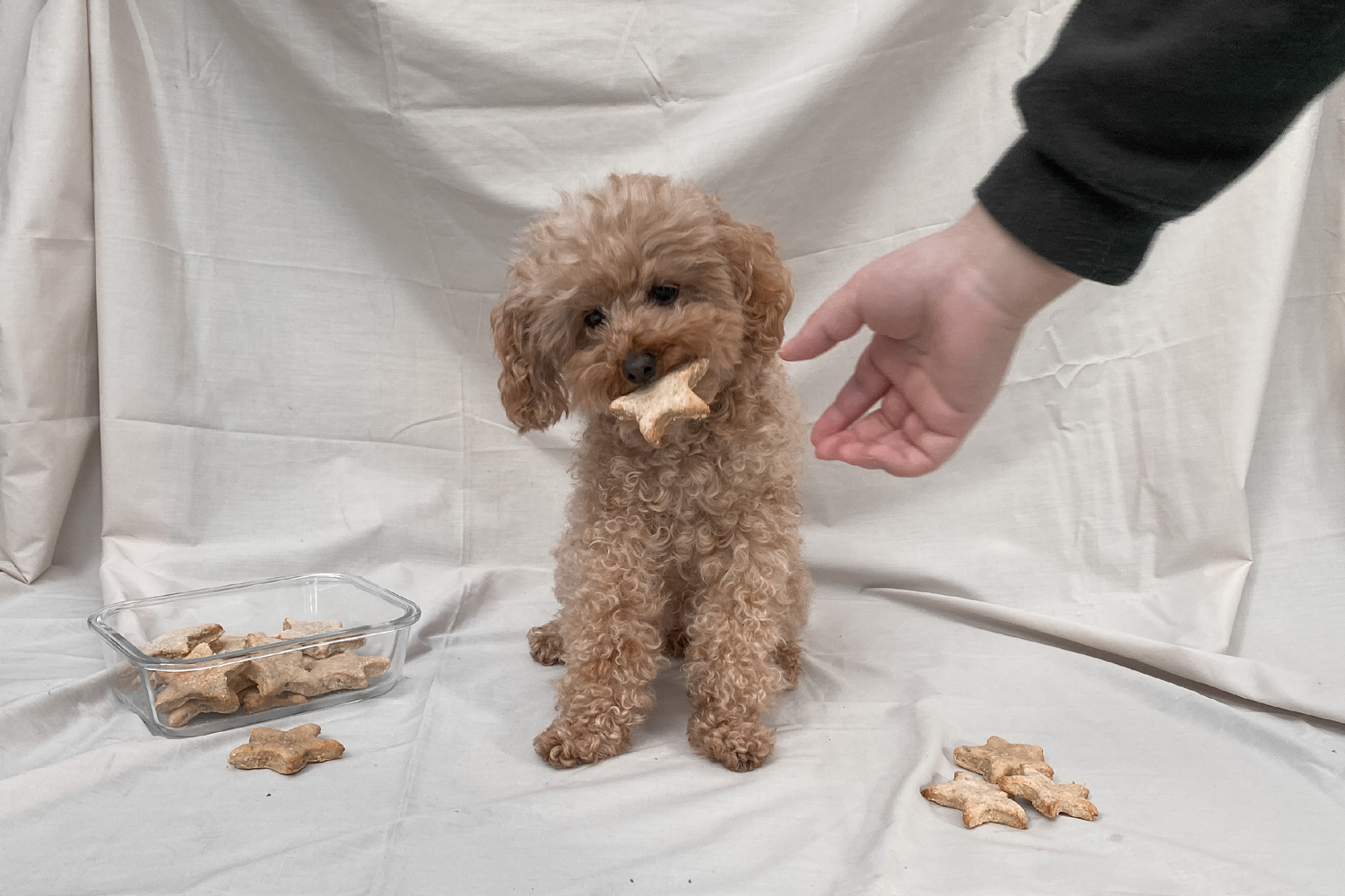 'Bourke St. Bites' - Dog Biscuit Recipe