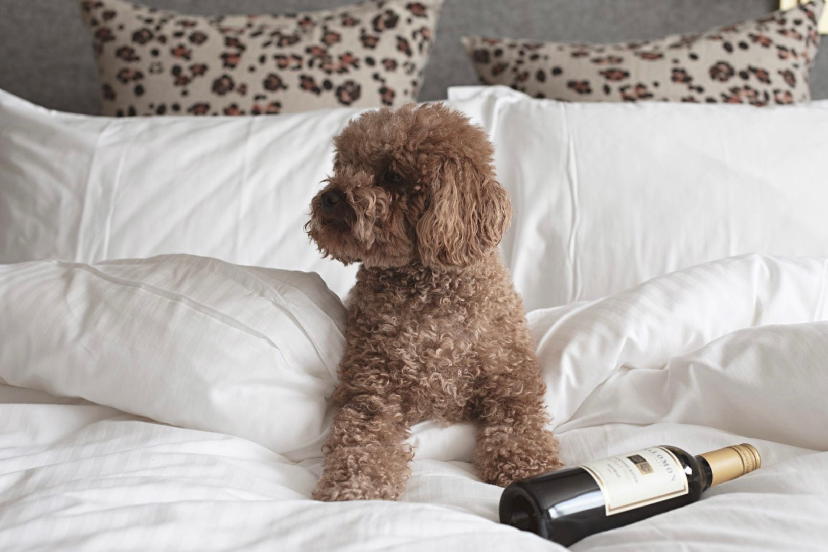 Bourke St the Label Dog Friendly Hotels in Melbourne Blog Post