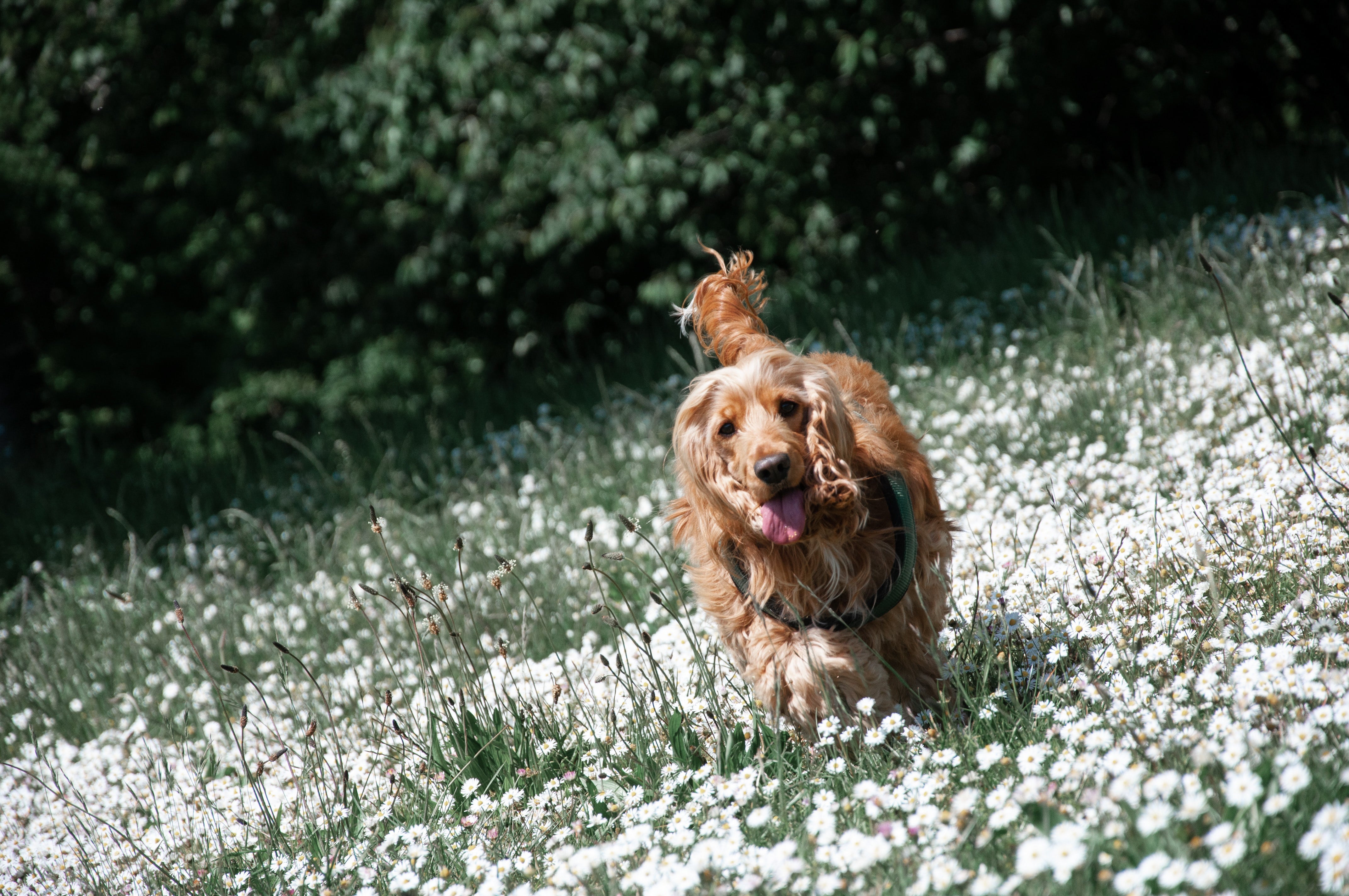 SPRING: Flowers to keep away from your pup!