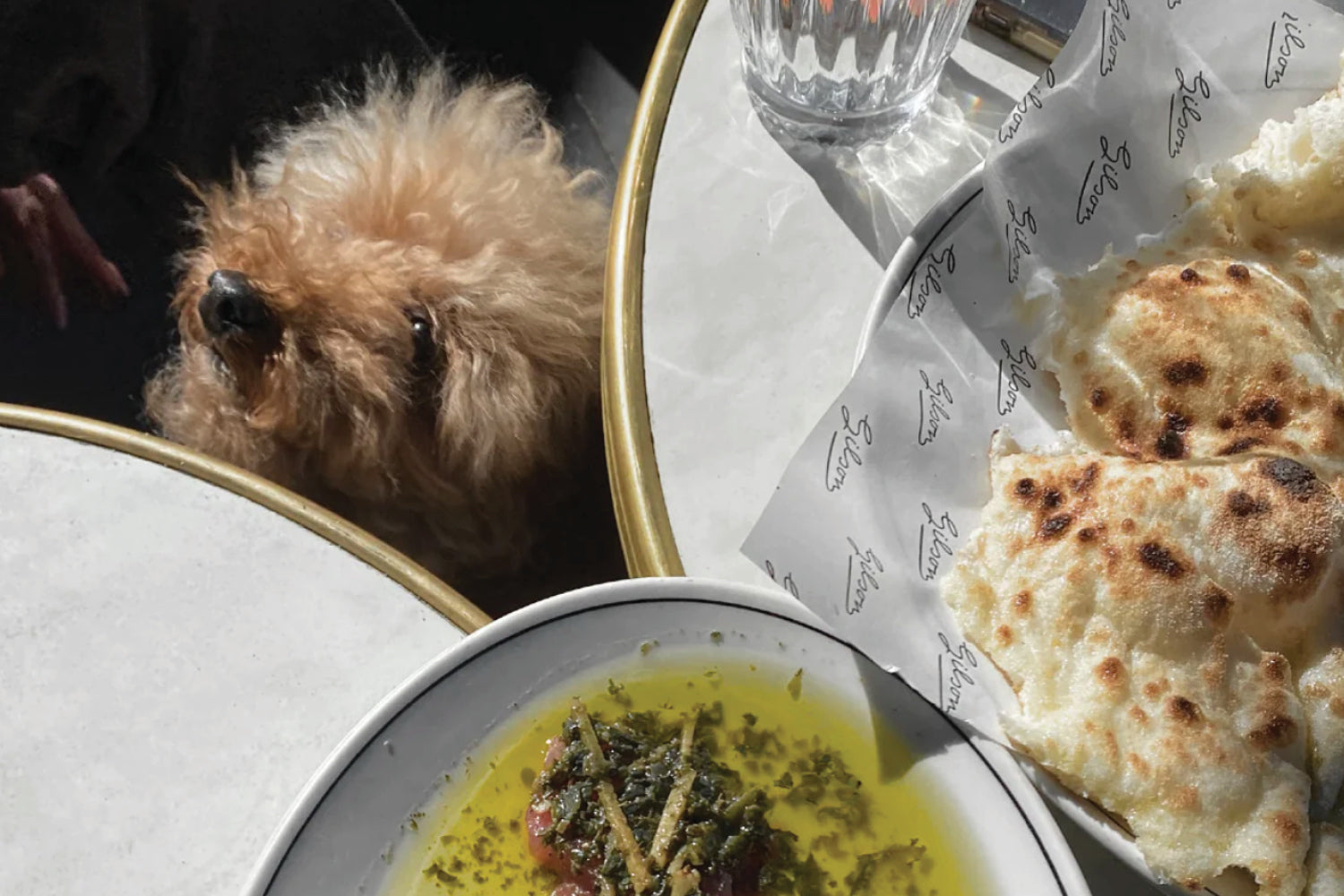 Paws and Pasta: Dog-friendly Italian Dining in Melbourne