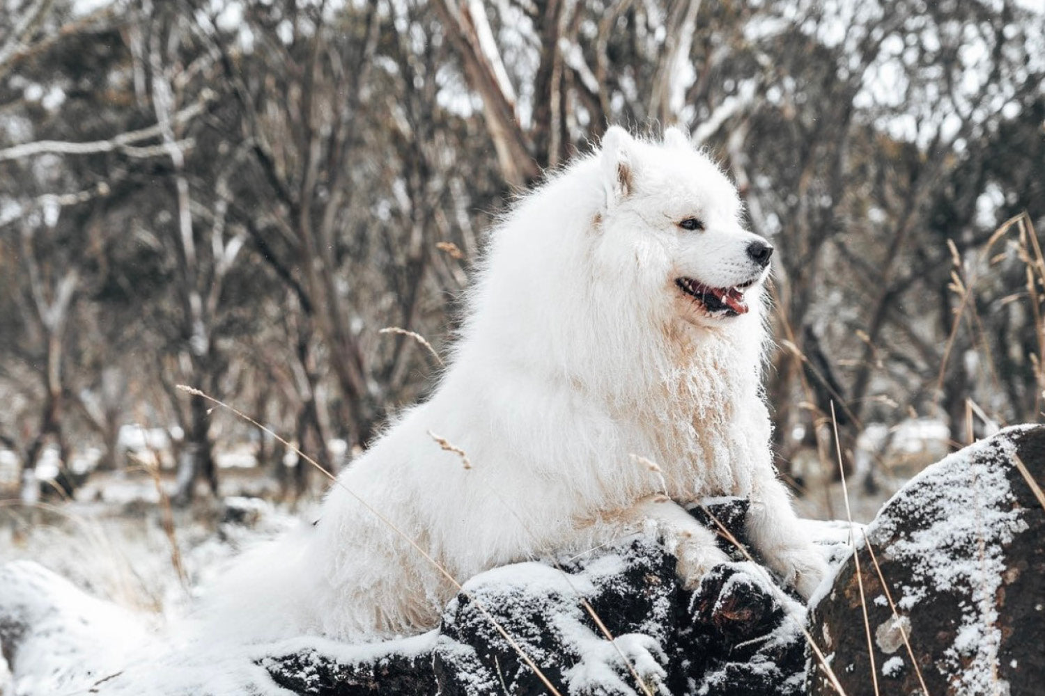 Dog Friendly Winter Activities across Victoria