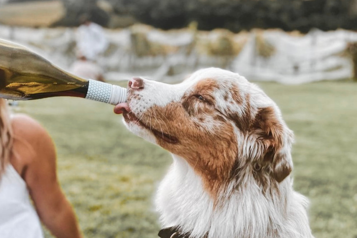 A Dog Friendly Guide to the Yarra Valley