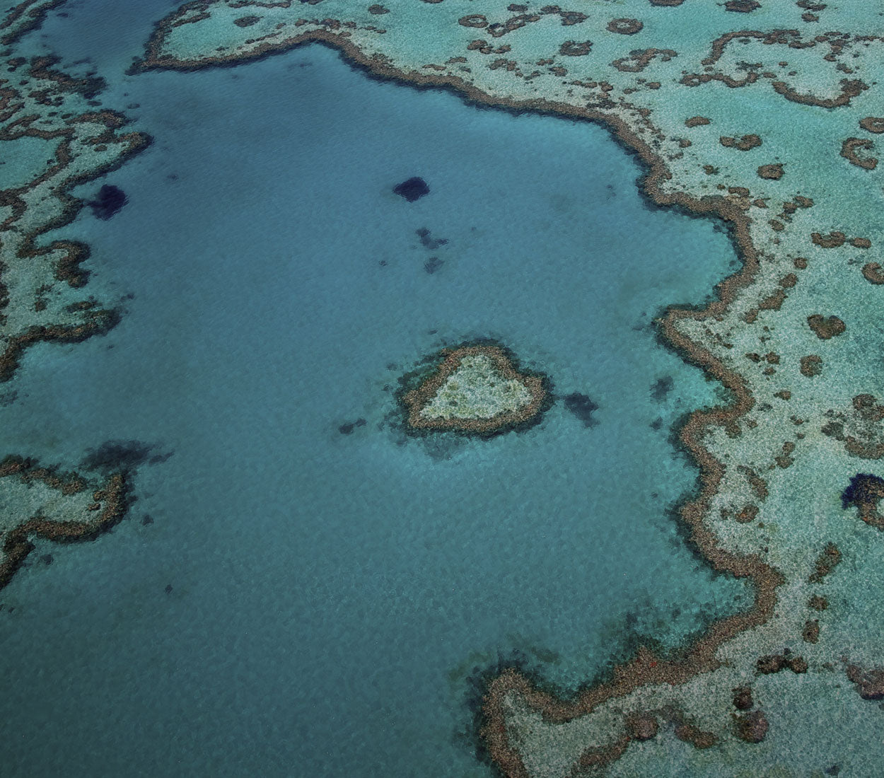 Restore the Reef Greening Australia Bourke St The Label